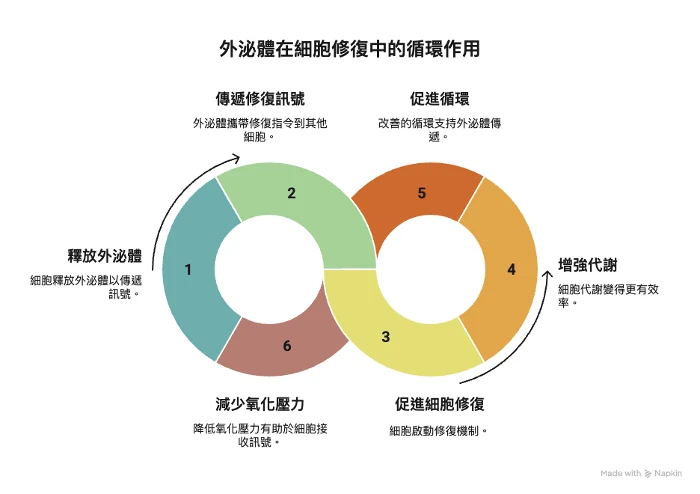 外泌體抗老是什麼為何與 EECP、ILIB 有相乘優勢